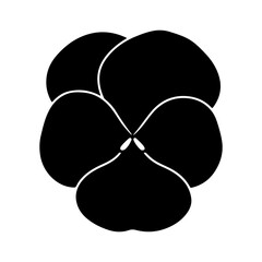 Pansy flower with transparent background