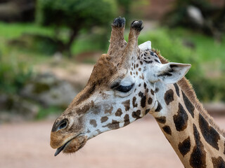 Giraffe