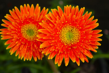 Bright Orange Gerbera Daisy Flowers Close Up – Vibrant Botanical Photography for Nature and Floral Wall Art