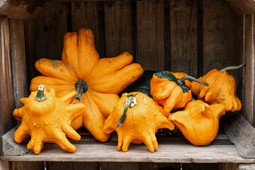 Beautiful orange pumpkins close-up, selective focus. Yellow star-shaped pumpkins in a wooden crate at a farmers market in autumn