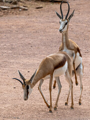 Antilope
