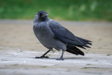 Close-up of a Western Jackdaw standing on paving, looking toward the camera lens, with a green background at the top and a grey background at the bottom of the photo.