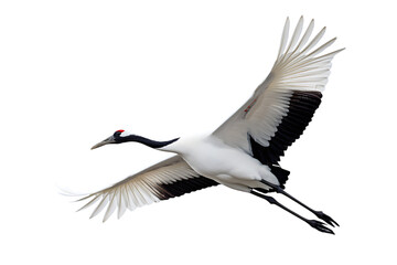 Obraz premium elegant crane in flight with outstretched wings isolated on white background