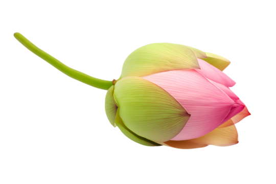 beautiful lotus flower bud isolated on white background