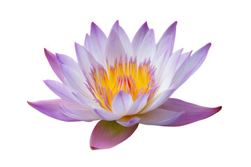 delicate lotus blossom in full bloom, a symbol of purity and beauty  isolated on white background