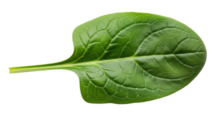 Isolated spinach leaf, green leafy vegetable ingredient for salads and recipes, raw food