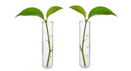 Isolated seedlings growing in laboratory test tubes for scientific research and biotech analysis