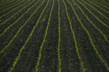 Rural Life, Agriculture, Green Plants