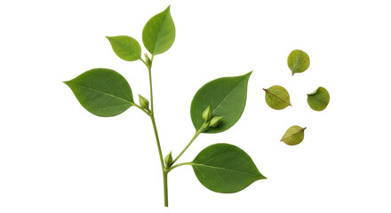 Isolated sprig with leaves, buds, and some leaves apart, simple elegance and fresh green beauty © Claudia