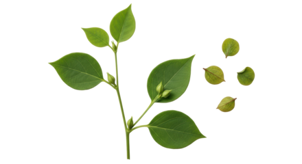 Isolated sprig with leaves, buds, and some leaves apart, simple elegance and fresh green beauty
