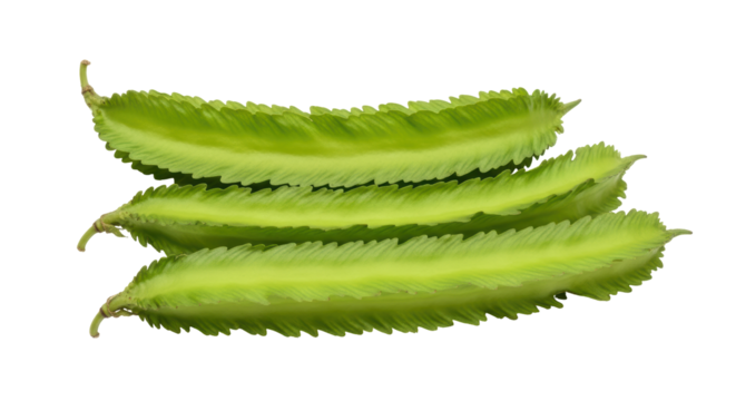 Isolated winged beans vegetable, a tropical vegetable with distinctive frilly edges and green hue