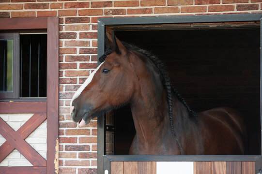 Bay draft horse with braids in mane looking out of the stable box