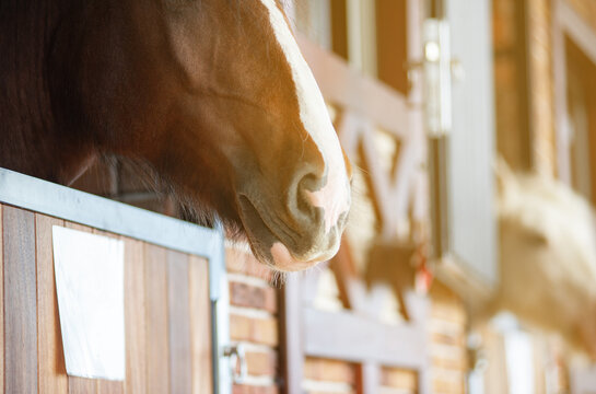 Horse muzzle looking out of the stable box