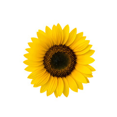 Vibrant Sunflower Blossom Detailed Macro Photograph of a Single Sunflower on White Background Perfect for Commercial Use isolated on transparent background