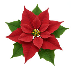 Vibrant red poinsettia bloom, symbol of holiday cheer