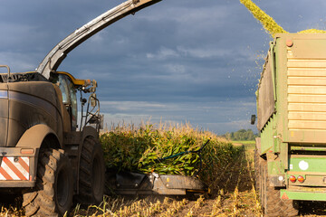 Modern forage harvester combiner harvesting silage maize corn tractor trailer corn field warm sunny autumn morning with overcast cloudy sky. Heavy agricultural machinery work. Livestock feeding corn