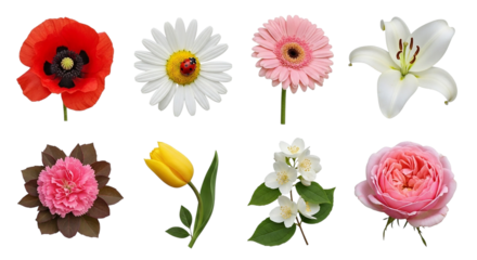 A vibrant collage of blooming flowers showcasing nature s beauty from poppy and rose to tulip on transparent background