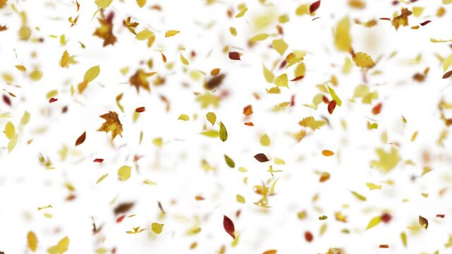 Falling Autumn Leaves Background Seamless Loop