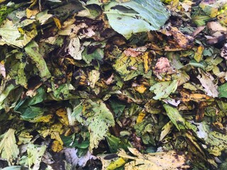 Close-up of a pile of discarded and rotten cabbage leaves with soil and decay.