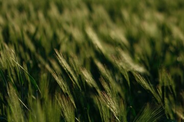 Macro Photography, Artistic Shots, Plants, Wind