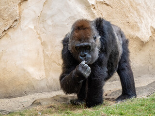 Gorilla