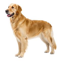 Golden retriever side view png dog png retriever png golden retriever png side png pet png animal png portrait png transparent background
