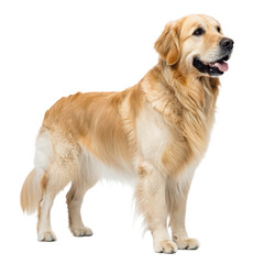Golden retriever side view png dog png retriever png golden retriever png side png pet png animal png portrait png transparent background