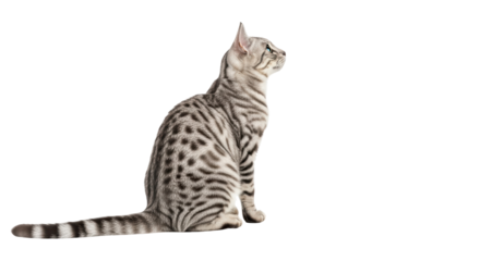 Isolated Snow Bengal cat sitting attentively, looking up and to the right side of frame