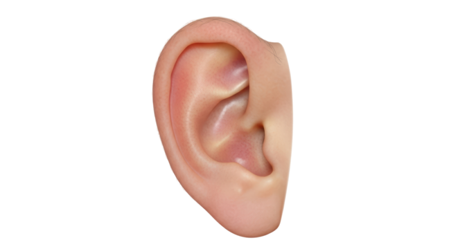 Isolated ear anatomy human body part listening medical sound healthcare auricle external organ