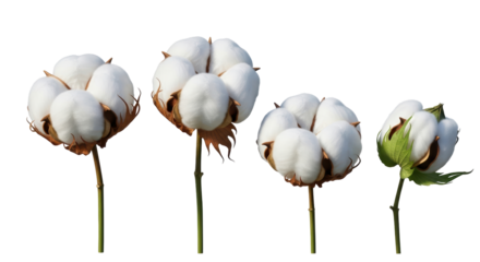 Isolated Cotton plants, dry bolls ready for harvest in cotton fields, agriculture textile crop