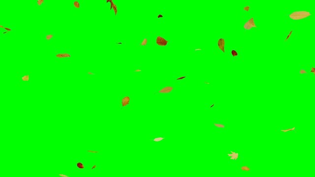 Loopable Autumn Falling Leaves Overlay on Green Screen Autumn Fall Leaves Background