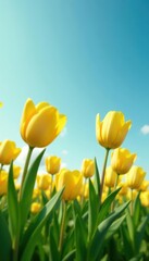 Fototapeta premium Golden tulips stretching skyward, minimalist spring landscape, growth, meadow, landscape photography