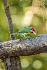 Red headed Barbet (Eubucco bourcierii), exotic bird from Ecuador. Mountain bird in green rain forest. Milpe, Mindo, Ecuador