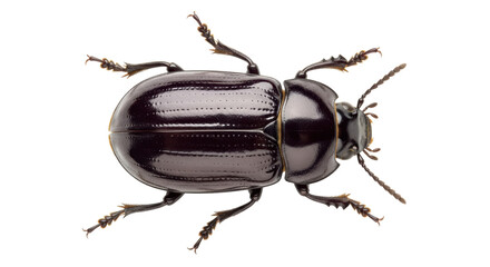 Isolated Beetle showing body, legs, and antennae, a dark brown crawling insect with six legs
