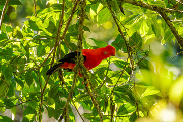 Andean Cock-of-the-rock (Rupicola peruvianus