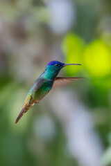 The picture shows an emerald hummingbird (Amazilia luciae), also known as a Honduran emerald.