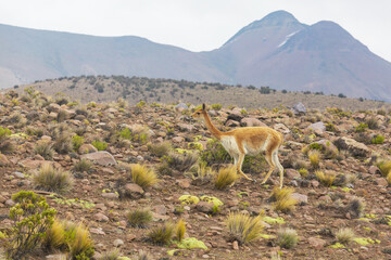 Vicuna