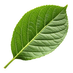 Obraz premium Green leaf png leaf png green png foliage png plant png nature png single png transparent background
