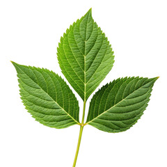 Fototapeta premium Green leaves frame png leaves png frame png green png border png foliage png nature png plant png transparent background