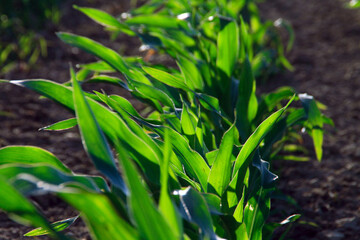 Green Leafs, Rural Life, Background Texture, Art, Zen