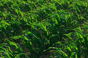 Green Leafs, Rural Life, Background Texture, Art, Zen