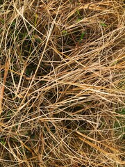Close-up texture of dry grass in a natural field.