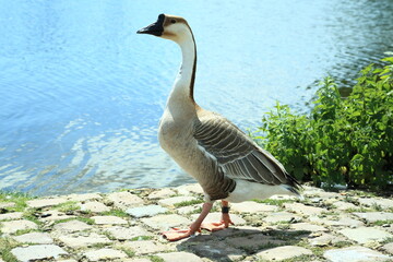 Swan goose Anser cygnoides walking near water