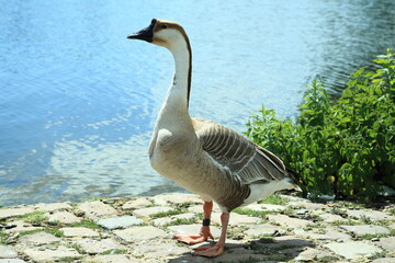 Standing swan goose Anser cygnoides alert