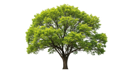 Isolated single tree with green leaves, a natural element for graphic design, isolated object