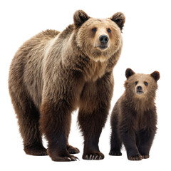 Grizzly bear family of an adult bear and a cub png grizzly png bear png family png adult png cub png wildlife png animal png transparent background