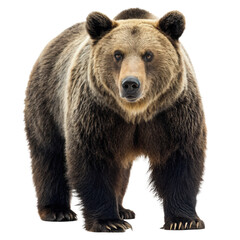 Grizzly bear front view png grizzly png bear png front view png animal png wildlife png transparent background