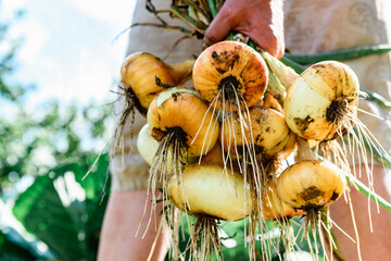 Gardener collecting harvest of yellow onions in summer.