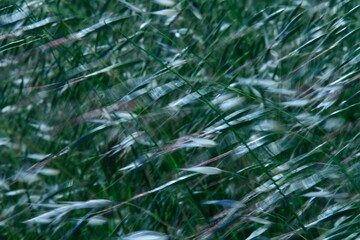Green Leafs, Rural Life, Background Texture, Art, Zen