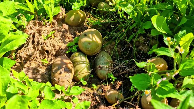 Green potatoes freshly dug from earth in lush backyard vegetable garden